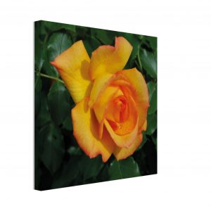 593b61d2-0957-4716-ab9e-b74122eff9d7