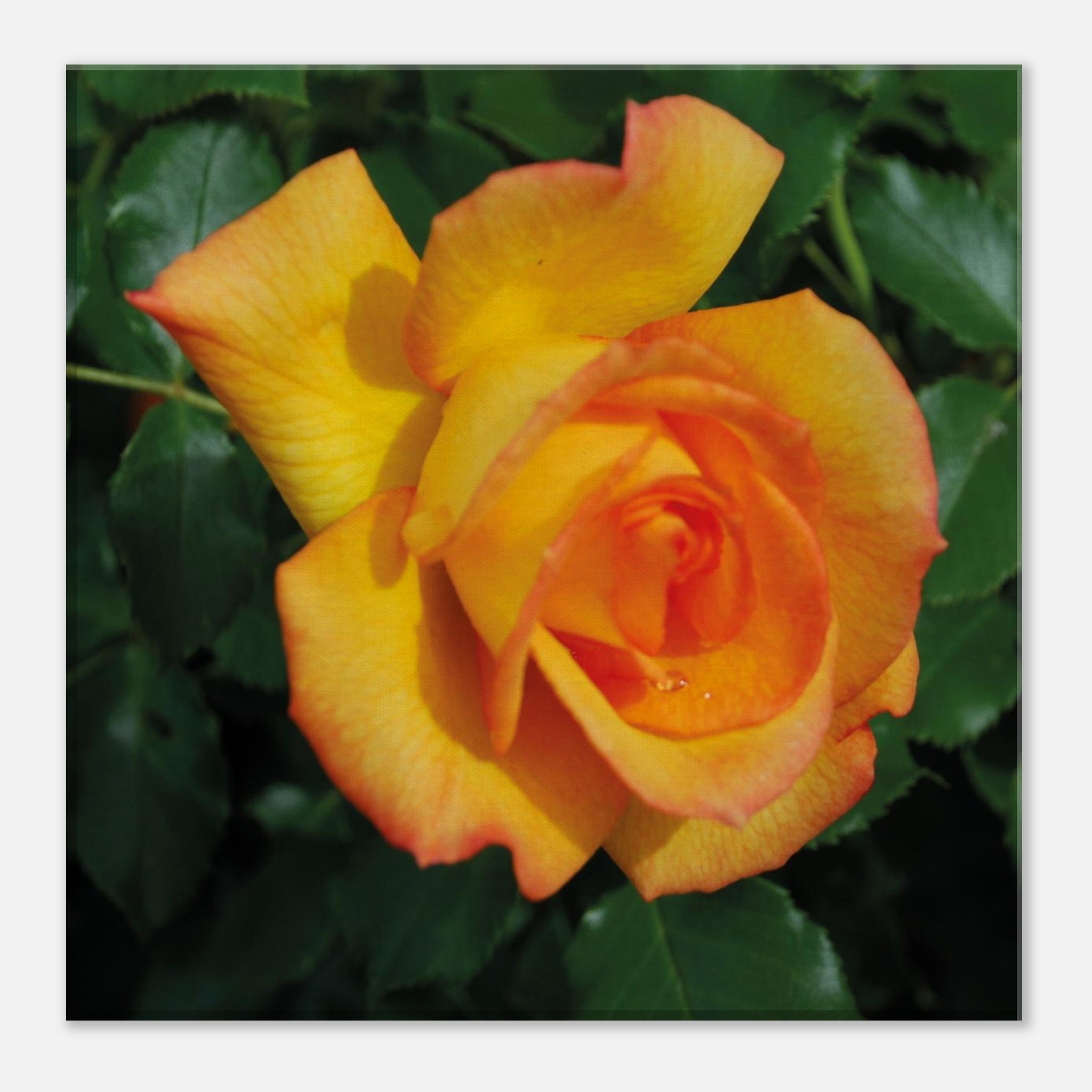 898e1792-f6ae-4ef4-b2cc-f2a3594e2713